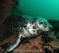 Another seal  from the Isles of Scilly  by Malcolm Nimmo 